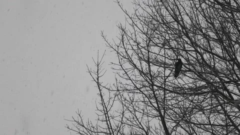 A Redwing Black Birt resting on top of a sparse tree during winter Stock Footage 146047828