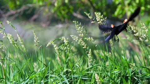 Redwing Blackbird with Bug in Beak Flies Away Stock-Footage 134657456