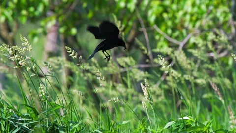 Redwing Blackbird with Bug in Beak Hovers then Lands on Grass Stock-Footage 134657599