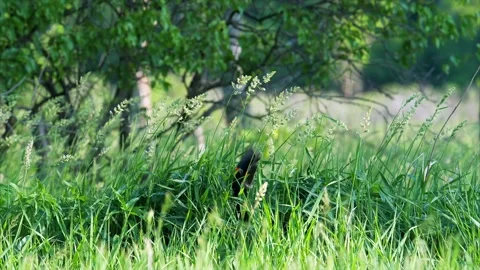 Redwing Blackbird Emerges from Nest then Flies Away Stock-Footage 134657553