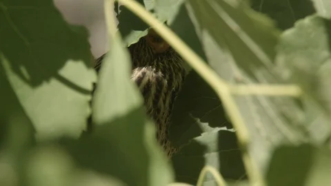 Redwing Blackbird Fledgling closeup in Tree Stock Footage 113776394