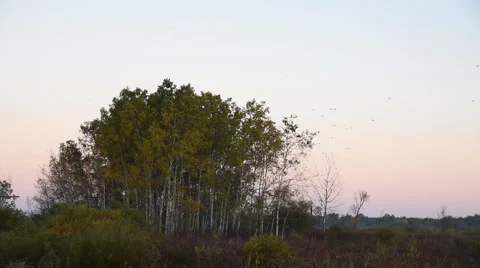 Redwing Blackbird Flock Take Flight Stock Footage 58721525