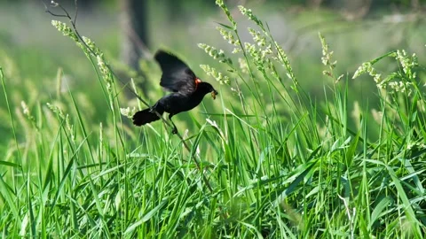 Redwing Blackbird Perched on Grass with Bug in Beak then Flies into Nest Stock-Footage 134657473