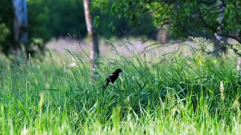 Redwing Blackbird Perched on Grass with Bug in Beak then Flies into Nest Stock-Footage 134657581