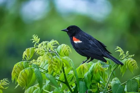 Redwing Blackbird Stock-Fotos