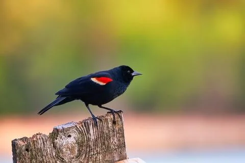 Redwing Blackbird. Stock-Fotos