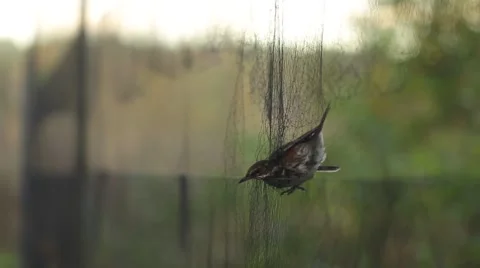 Redwing caught in a mist net Stock Footage 56402910