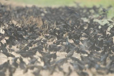 Redwing Feeding 스톡 사진