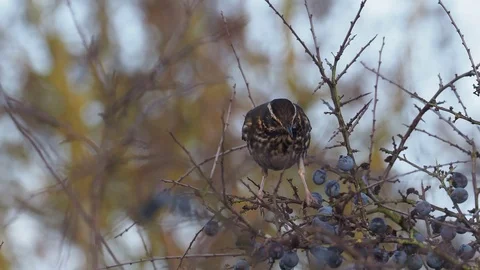 Redwing Stock Footage 98301866
