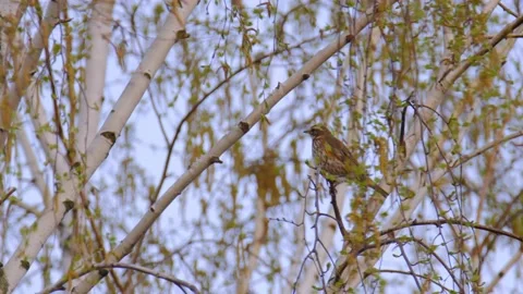 Redwing perched on birch tree Vidéo 141807758