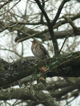Redwing Perching Stock-Fotos
