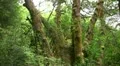 Redwood 109 Big Tree Wayside Ferns HD Footage