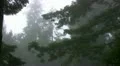 Redwood 111 Foggy Forest HD Footage