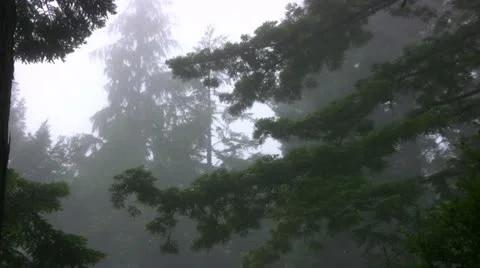 Redwood 111 Foggy Forest Stock Footage