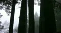 Redwood 113 Foggy Forest HD Footage