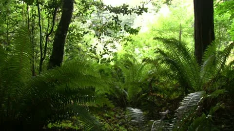 Redwood 122 Stout Grove Ferns Stock Footage