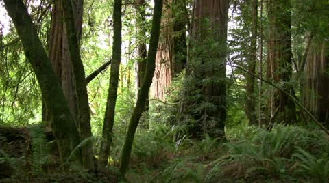 Redwood 123 Stout Grove Stock Footage