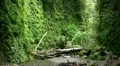 Redwood 83 Fern Canyon HD Footage