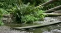 Redwood 90 Fern Canyon HD Footage