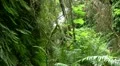 Redwood 92 Fern Canyon HD Footage