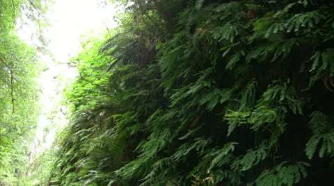 Redwood 95 Fern Canyon Stock Footage