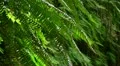 Redwood 96 Fern Canyon HD Footage