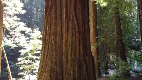 Redwood backaway Video stock 161868009