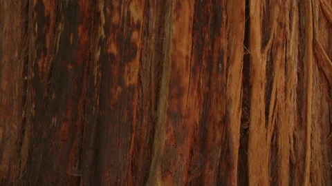 Redwood bark close up Stock Footage 247946460
