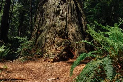 REDWOOD BASE Stock Photos