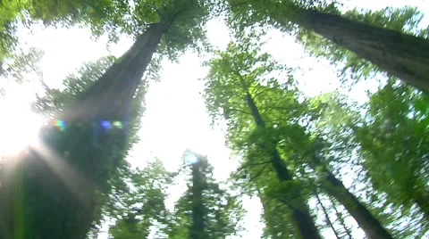 Redwood Cathedral Stock Footage 8577477