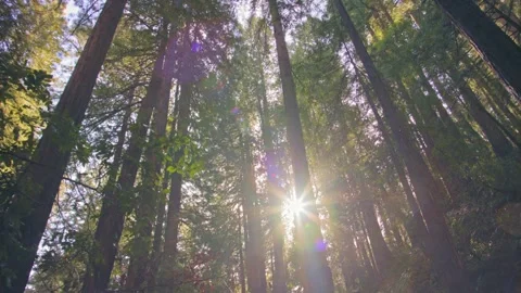 Redwood Cathedral: Sun Rays Stockbeeldmateriaal 339273122