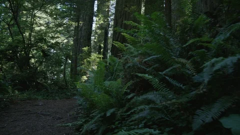 Redwood Forest-01 Stock Footage 92045499