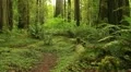 Redwood Forest 01 Stout Grove HD Footage