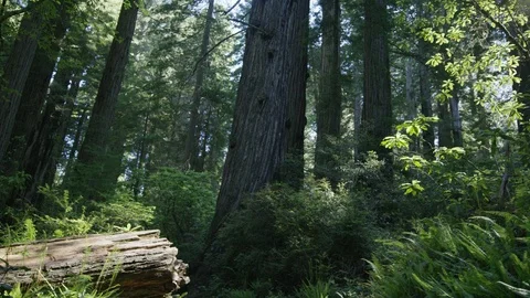 Redwood Forest-02 Stock Footage 92090220