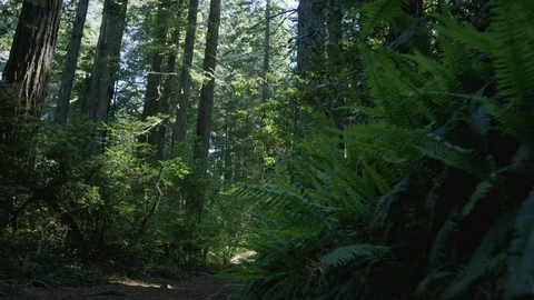 Redwood Forest 03 Vidéo 91995677