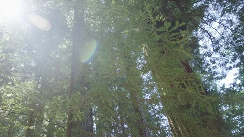Redwood Forest 06 Vidéo 91995099