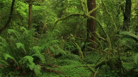 Redwood Forest 06 Stout Grove Stock Footage