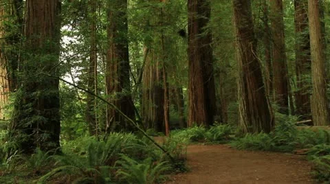Redwood Forest 12 Stout Grove Stock Footage