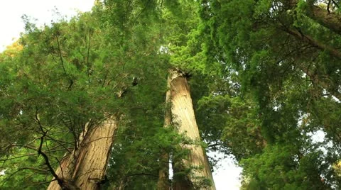 Redwood Forest 26 Stout Grove Stock Footage