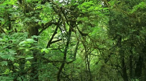 Redwood Forest 30 Big Tree Wayside Stock Footage