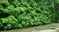 Redwood Forest 44 Fern Canyon HD Footage