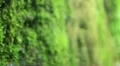 Redwood Forest 47 Fern Canyon HD Footage