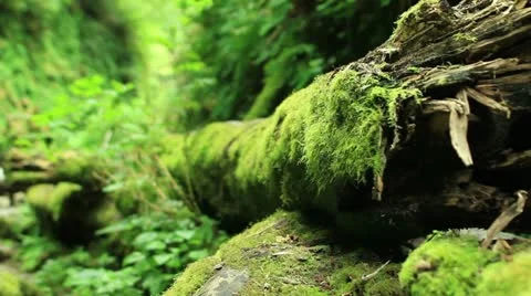 Redwood Forest 48 Fern Canyon Stock Footage