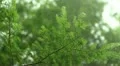 Redwood Forest 71 Fog HD Footage