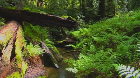 Redwood Forest and Stream Stock Footage 8577613