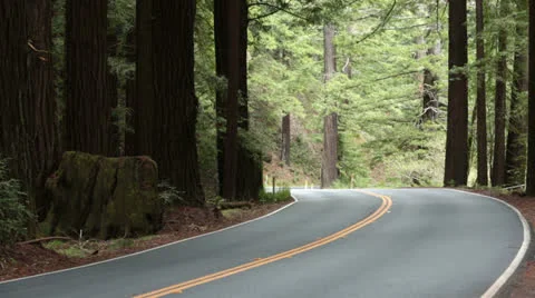 Redwood forest California car drives around corner HD 5662 Stock Footage 22709853