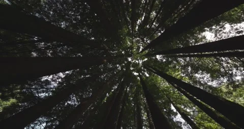Redwood forest canopy Stock Footage 171191173