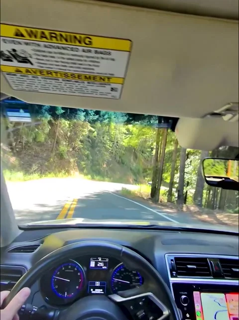 Redwood Forest Drive Stock Footage 293741122