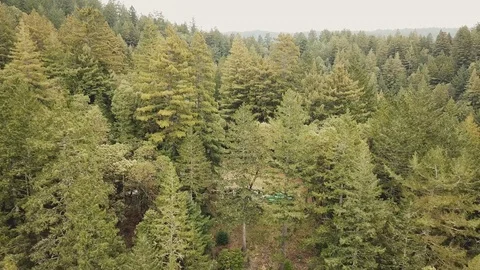 REDWOOD FOREST DRONE Stock Footage 86991949