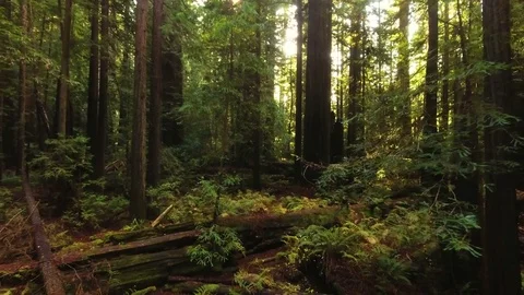 Redwood Forest Fallen Tree Stock Footage 80729046